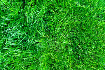 Texture background of green grass. Background of fluffy plants.
