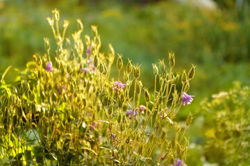 Dry wildflowers and grass in a meadow in the bright golden rays of the sun with lens flare and glare. Selective focus