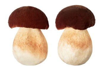 Top view of Porcini mushrooms (boletus edulis) isolated on white background 