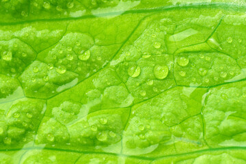 Water drops close-up macro texture on fresh lettuce leaves. Selective focus, vegetable background