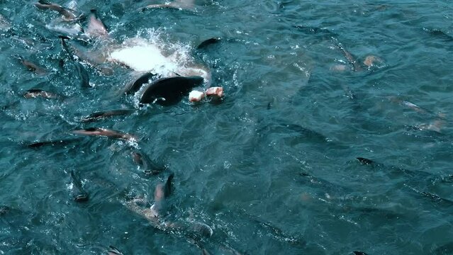 large flock of fish under water chaotic swims from side to side, Barbodes gonionotus, freshwater fish, salmon goes on spawning, fish in river