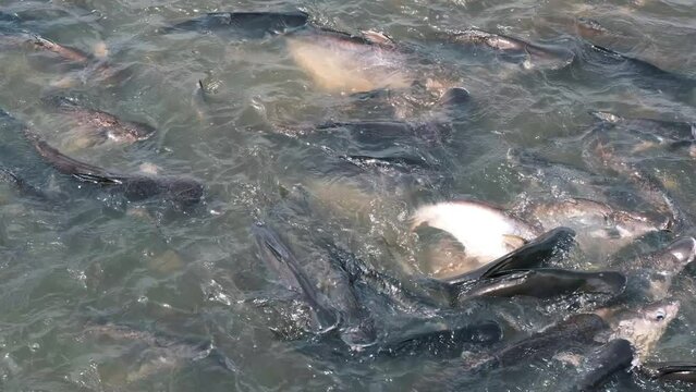 large flock of fish under water chaotic swims from side to side, Barbodes gonionotus, freshwater fish, salmon goes on spawning, fish in river