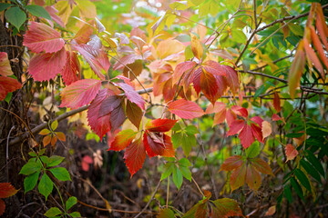 Bunte Herbstblätter im Wald