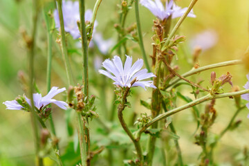Blue chicory flowers grow on a stem in a flower garden. cultivation of medicinal plants concept. Selective focus