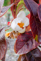 Franklinia alatamaha blooming in botany in Poland, Europe. close up, selective focus.