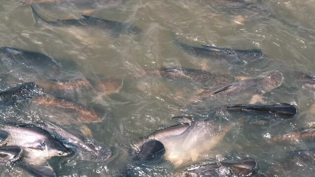 large flock of fish under water chaotic swims from side to side, Barbodes gonionotus, freshwater fish, salmon goes on spawning, fish in river