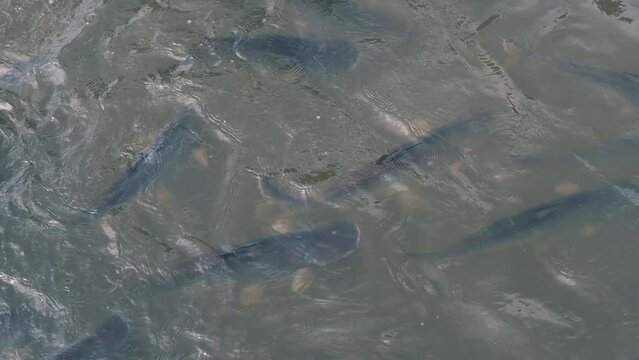 large flock of fish under water chaotic swims from side to side, Barbodes gonionotus, freshwater fish, salmon goes on spawning, fish in river