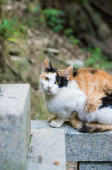 京都 伏見稲荷大社の境内でくつろぐ三毛猫