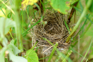 Empty birds nest, branch covered with green leaves. Selective focus.