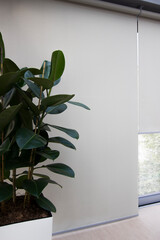 Motorized roller blinds on large windows. Sunscreen shades close up. Large indoor flower next to...