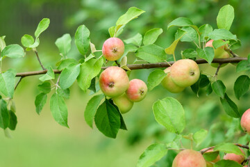 Ripe apples in the garden ready for harvest, selective focus, autumn season
