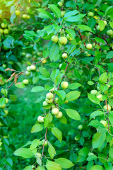 Apple tree. A branch of ripe green apples on a tree in the garden. Autumn garden, ready for harvest. Vertical photo