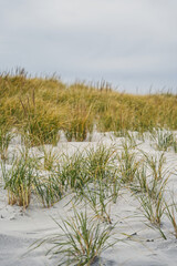 sand dunes and grass