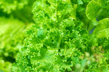 Green lettuce plants in the summer garden, close-up on the beds in the vegetable garden. Gardening, plants in the open field. Selective focus