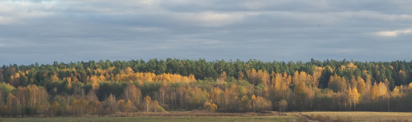 Fototapeta premium Beautiful tree in Autumn landscape, nature landscape. 