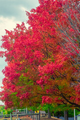 Brilliance of Colors