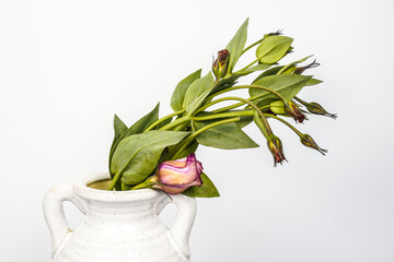 Pink lisianthus flowers flopping over in a white ceramic vase. White background.