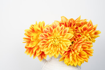 Orange and red dahlia flowers in a small white ceramic jug. White background. Space for text.