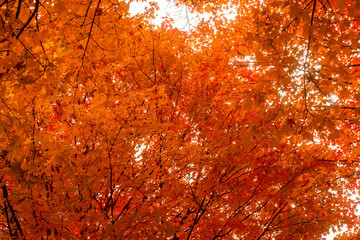Splash of Autumn colors