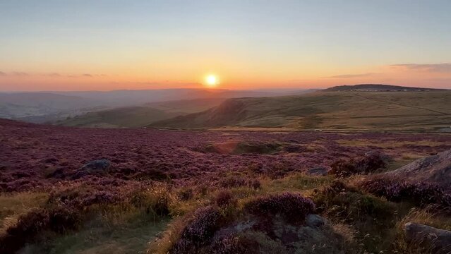flowering heather plant in yorkshire landscape at sunset	
