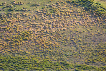 Background with tufts of green and dry grass on hillside. Hillside covered with chaotic tufts of...