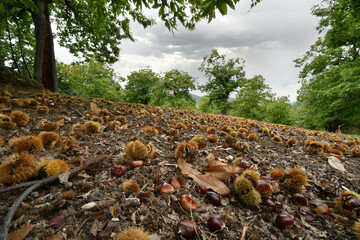 Autumn, centuries-old chestnut forest in the Tuscan mountains. Time for the chestnut harvest. Chestnuts and hedgehogs on the ground. Shot from below. Typical fresh autumn fruits.