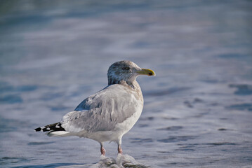 seagull on the beach