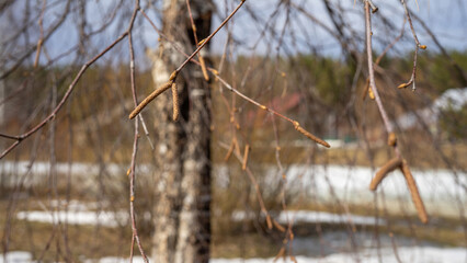 Birch catkins on branches without leaves in spring against the background of melting snow