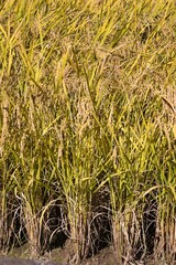 こうべを垂れるほど実った稲穂