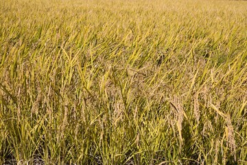 こうべを垂れるほど実った稲穂