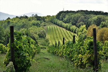 Fototapeta na wymiar vineyard in region Serbia