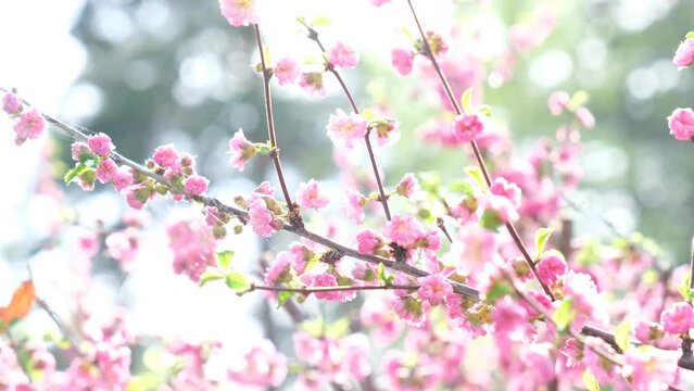 Blossoming pink flowers of almond three-blade. Almonds or three-lobed Louisiana, Sakura, blossoms in spring garden. copy space