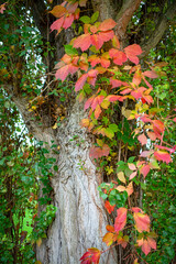 Herbstfarbende Landschaft mit Baum