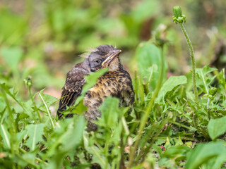 A fieldfare chick, Turdus pilaris, has left the nest and sitting on the spring lawn. A fieldfare...