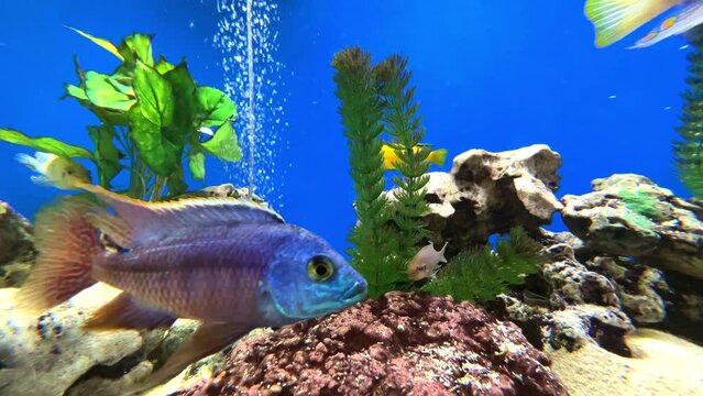 Colourful blue aquarium with lovely coloured mixed tropical fish. Rocks coral and plants in their magical light colours  