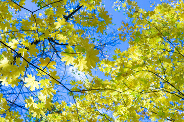 Autumn yellow maple leaves against a cold blue sky. Photo wallpaper for your desktop. bottom view. flat lay.