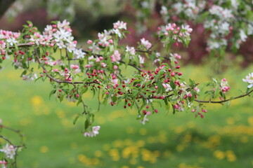 blooming tree in spring