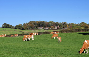 Fototapeta na wymiar Grazing Guernsey Cattle in an English Meadow