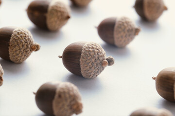Acorn nuts from oak tree in organized rows isolated on white background for fall season decoration.