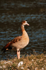 Canard sur les rives de  la Moselle