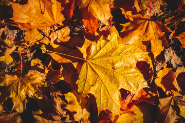 Yellow autumn maple leaves lie on black ground in rays of setting sun.
