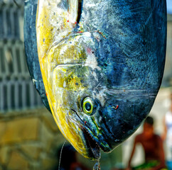 dorado