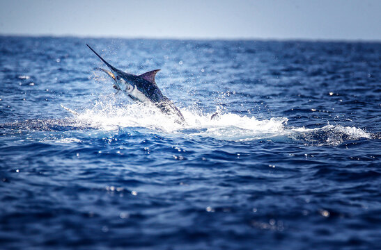 marlin
