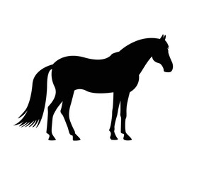 Obraz na płótnie Canvas silhouette of a horse's , mascot, wild horse, arabic beast for race icon. logo design template. Vector silhouette of a horse. beautiful horse vector sketch illustration
