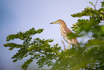 The Chinese Pond Heron (Ardeola bacchus) is an East Asian freshwater bird of the heron family (Ardeidae) , Bird on branch tree.