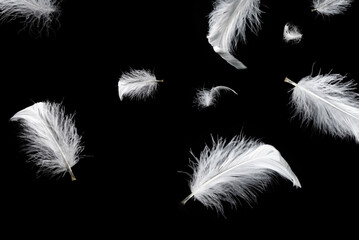 Obraz premium White feather isolated on a black background.