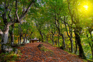 Trees with colorful leaves