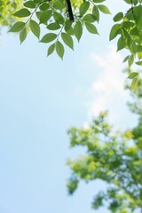 Fototapeta premium Vertical shot of a sunny sky see behind green leaves on a tree