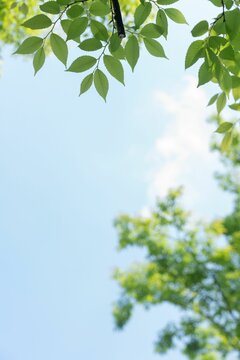 Vertical shot of a sunny sky see behind green leaves on a tree