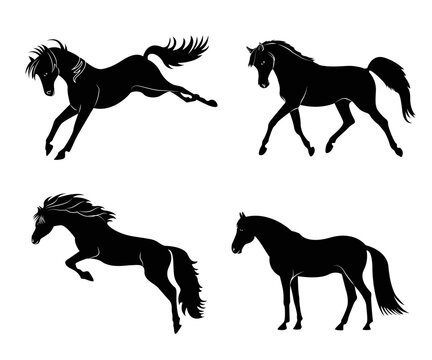 Black silhouette of a horse set. Body silhouettes for designer. There is a variant in a vector. Horse trotting walking silhouette vector icon